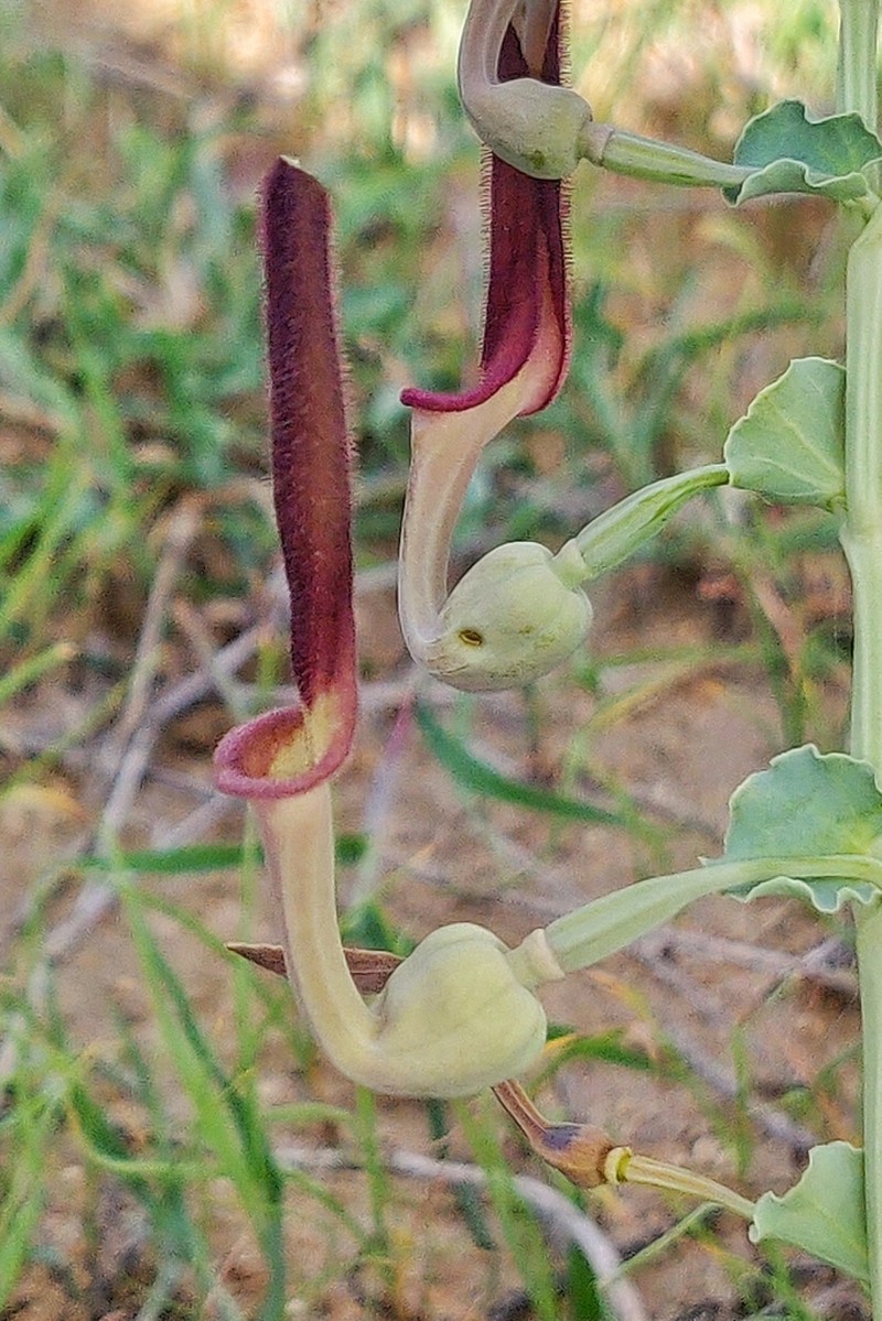 Aristolochia bracteolata photo 2