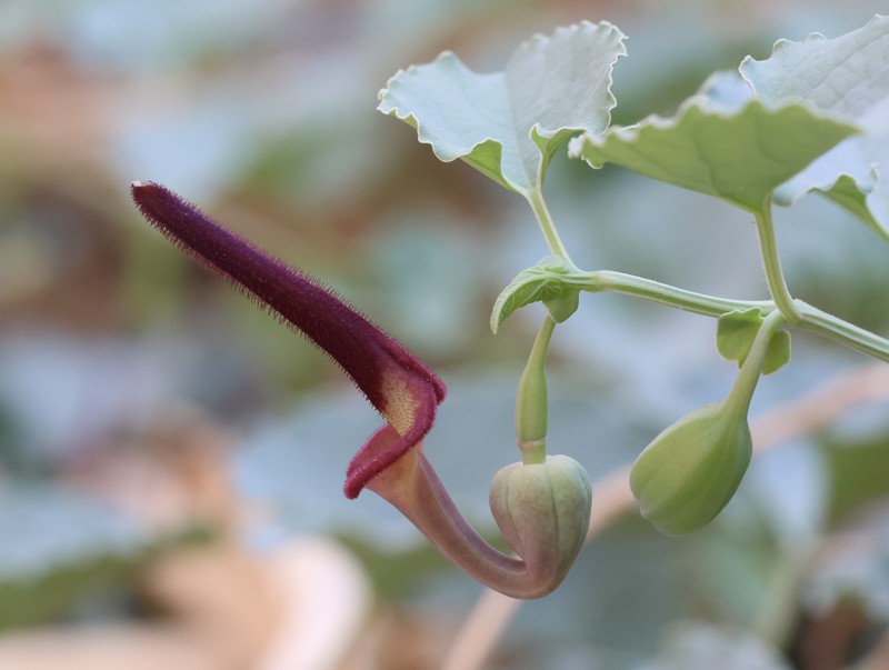 Aristolochia bracteolata photo 4