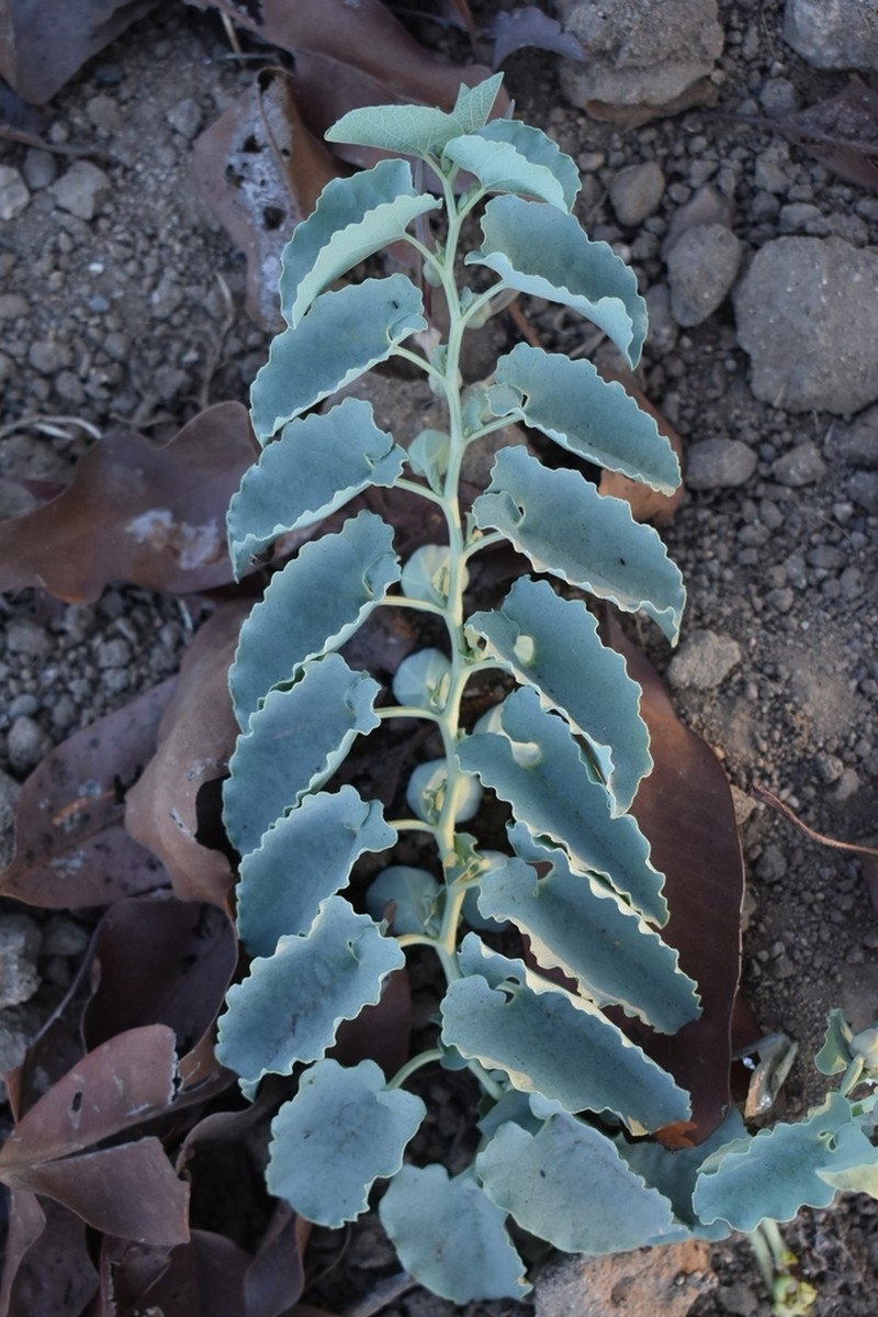 Aristolochia bracteolata photo 6