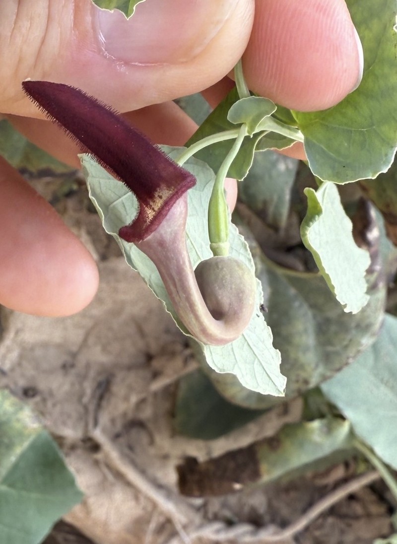 Aristolochia bracteolata photo 7