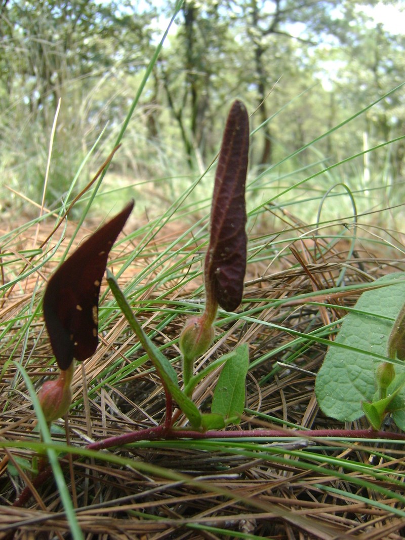 Aristolochia bracteosa photo 2