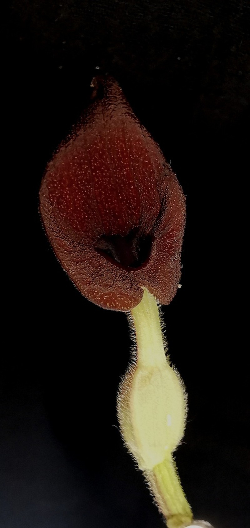 Aristolochia bracteosa photo 3