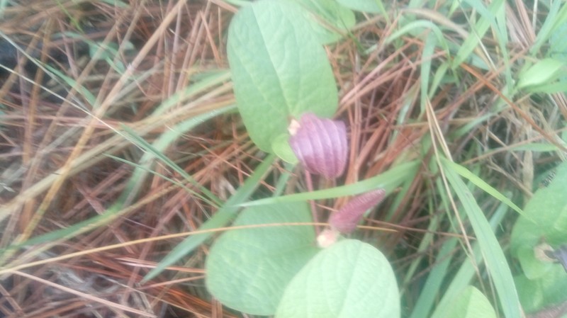 Aristolochia bracteosa photo 4