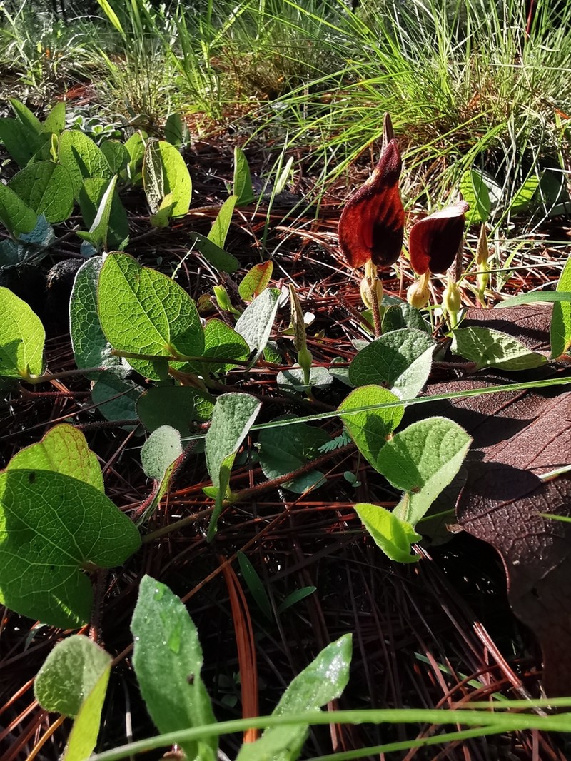 Aristolochia bracteosa photo 5