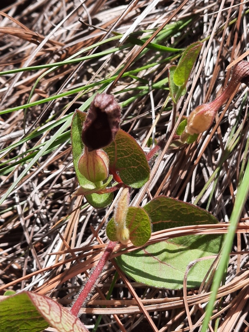 Aristolochia bracteosa photo 7