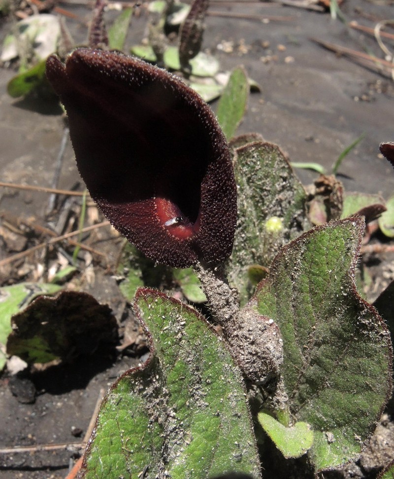 Aristolochia bracteosa photo 8