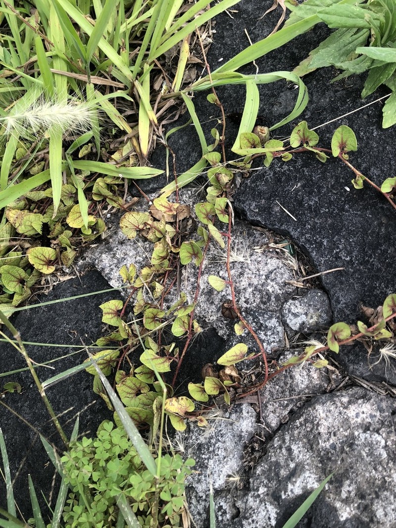 Aristolochia brevipes photo 3