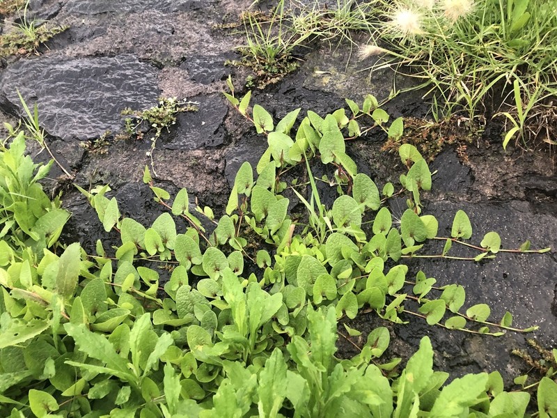 Aristolochia brevipes photo 4