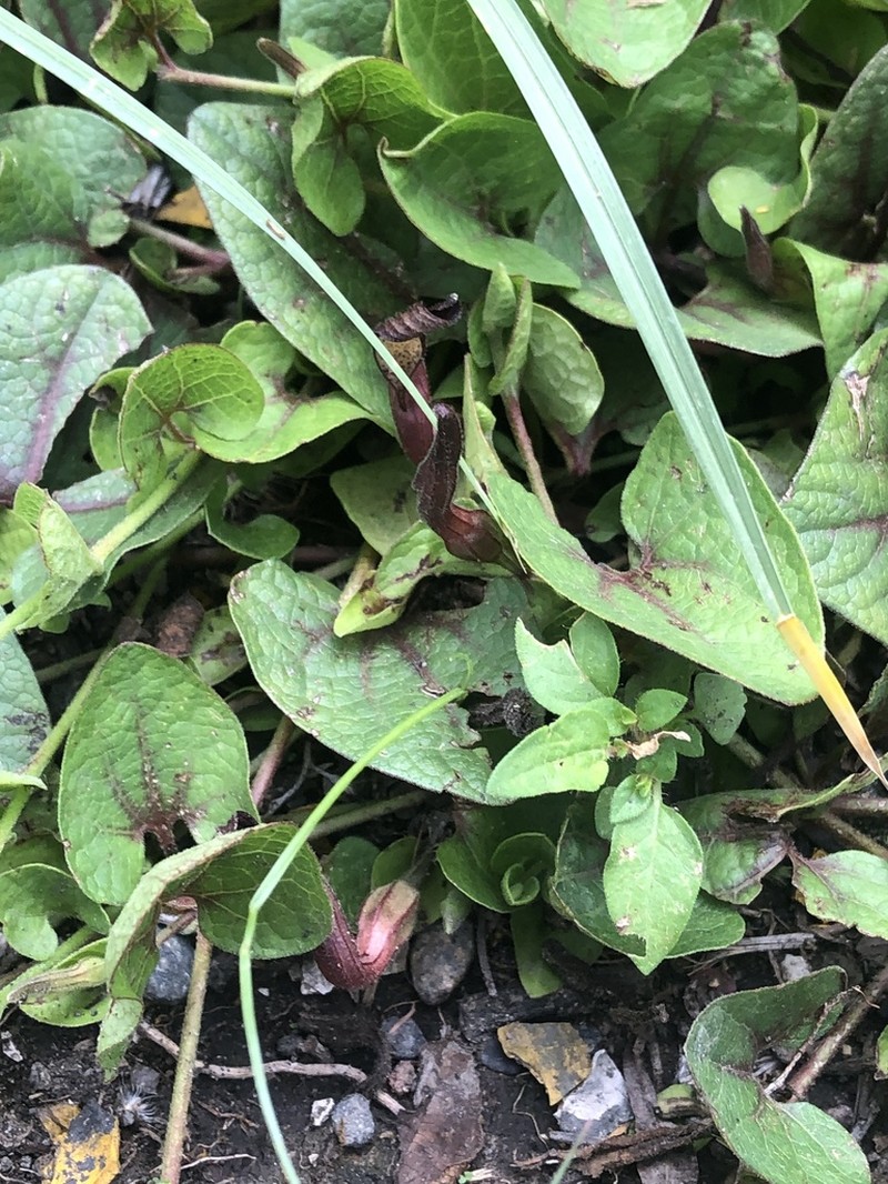 Aristolochia brevipes photo 5