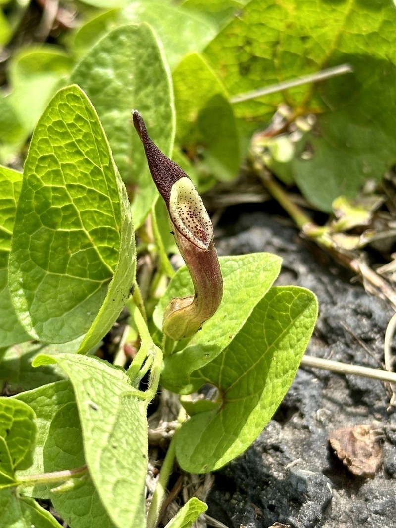 Aristolochia brevipes photo 6