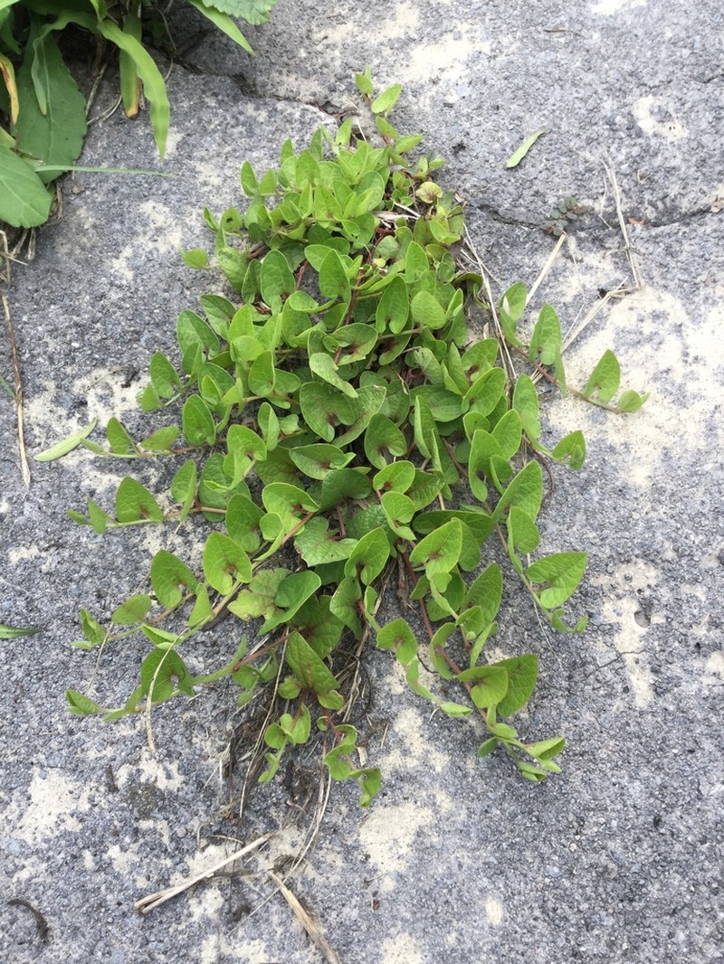 Aristolochia brevipes photo 7