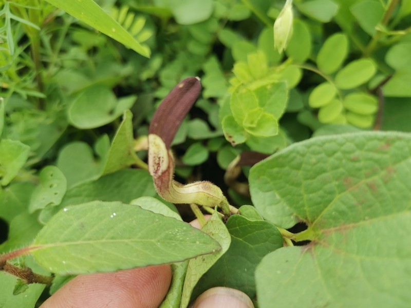 Aristolochia brevipes photo 8