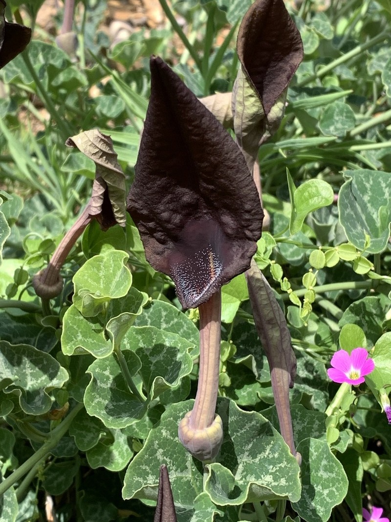 Aristolochia bridgesii