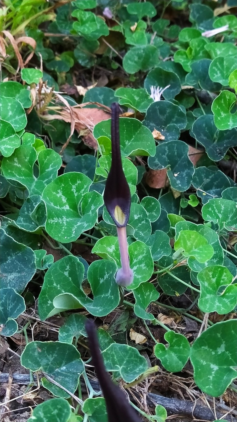 Aristolochia bridgesii photo 2