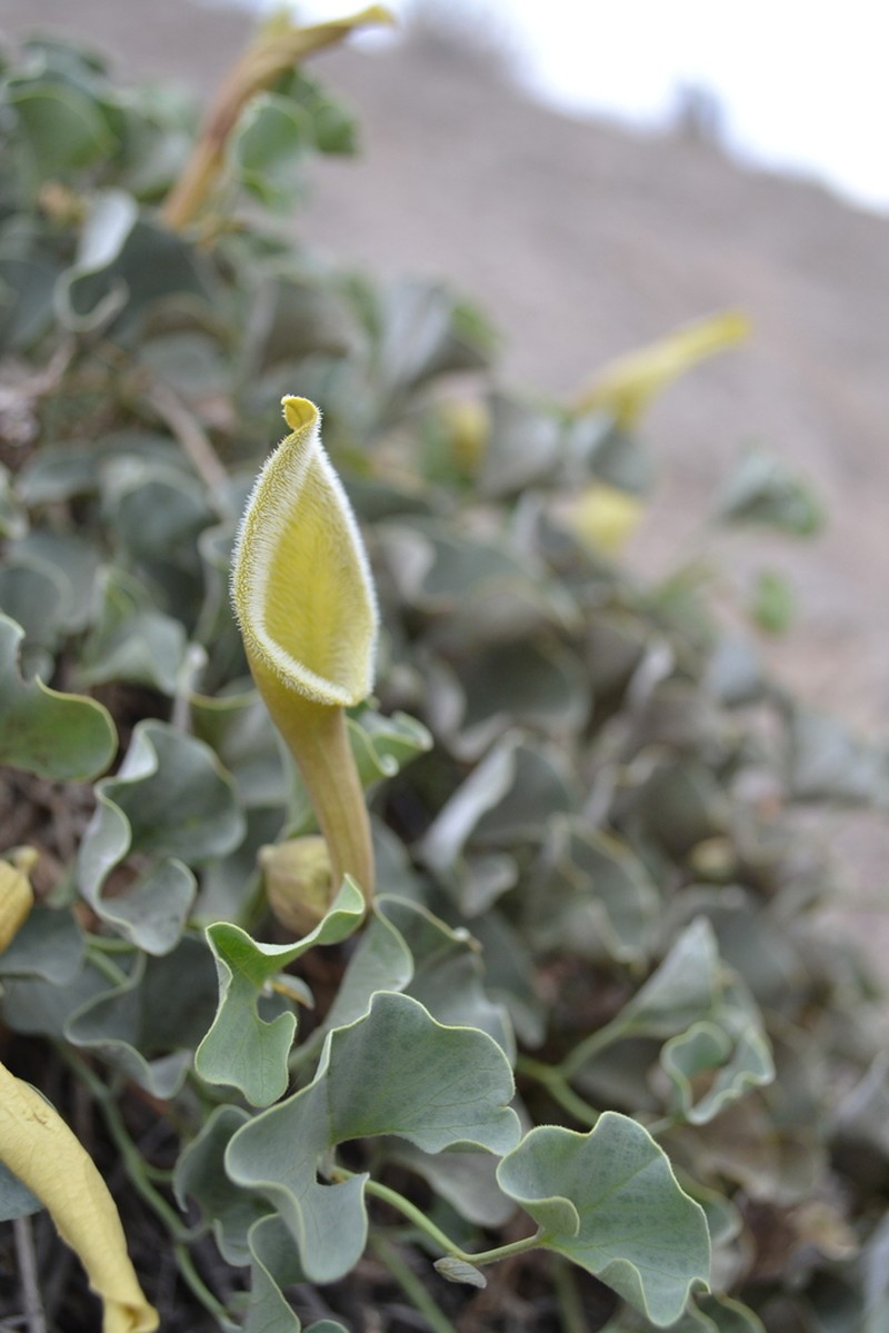 Aristolochia bridgesii photo 3