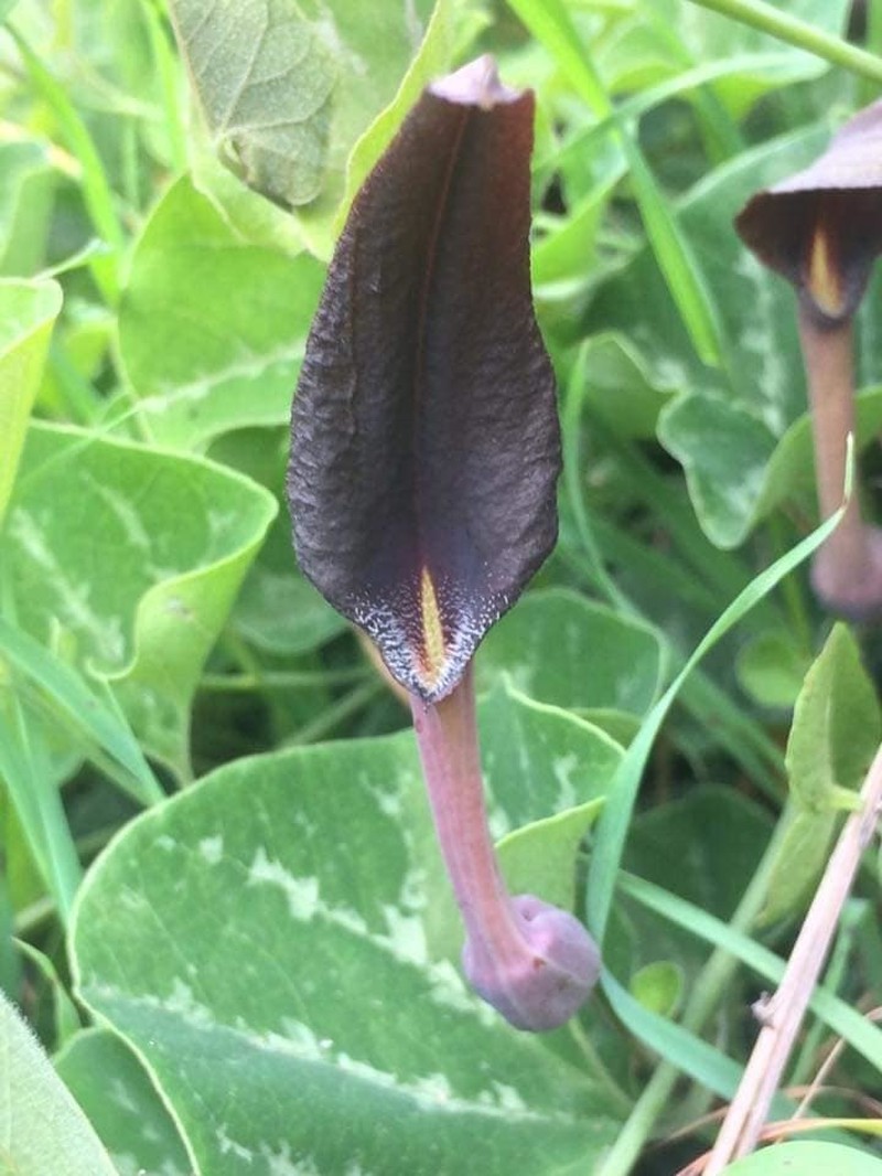 Aristolochia bridgesii photo 4