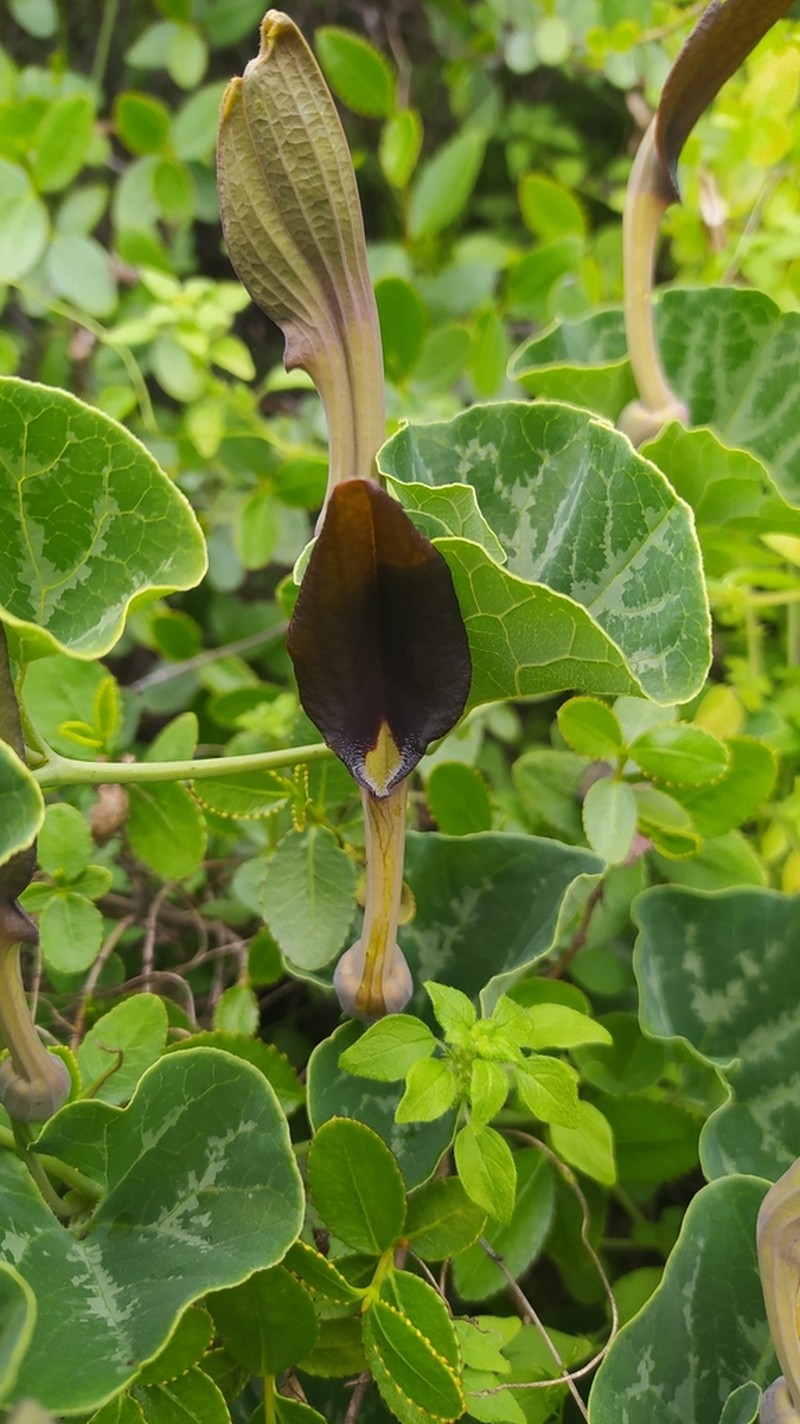 Aristolochia bridgesii photo 5