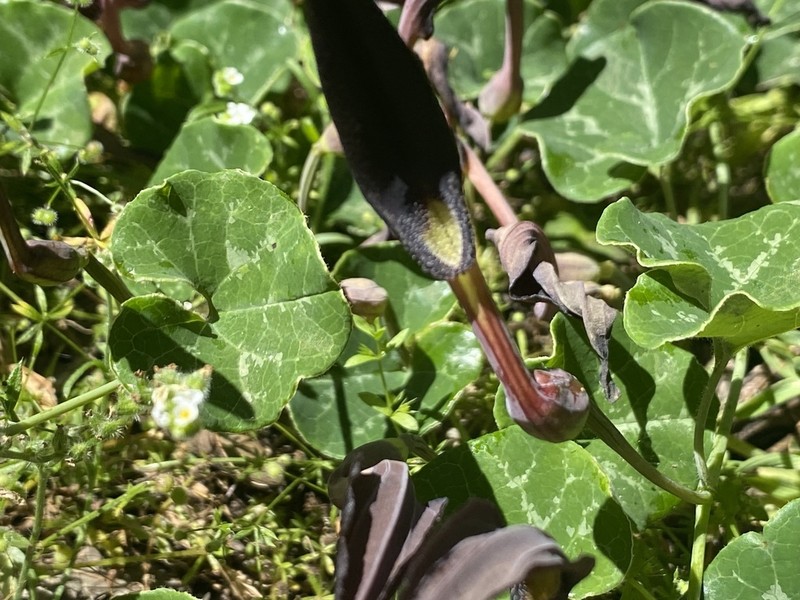 Aristolochia bridgesii photo 6