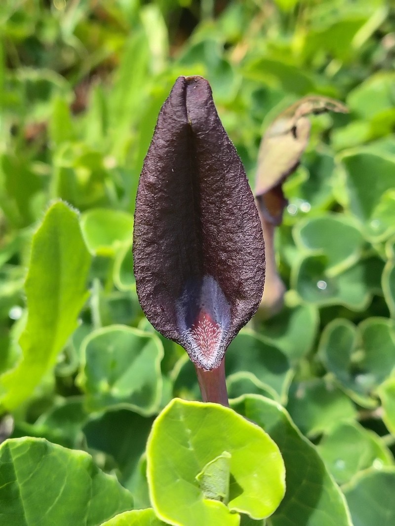 Aristolochia bridgesii photo 7