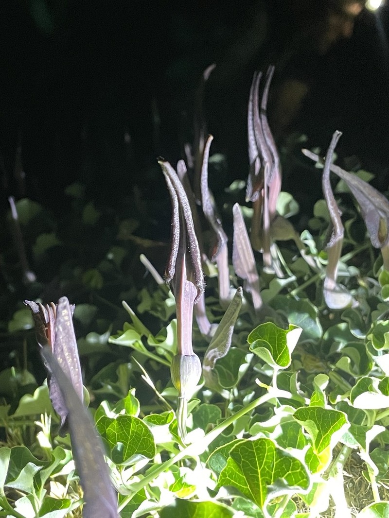 Aristolochia bridgesii photo 8