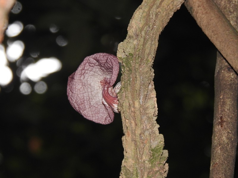 Aristolochia bukuti photo 2