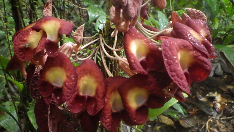 Aristolochia bukuti photo 3