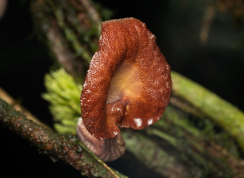 Aristolochia bukuti photo 4