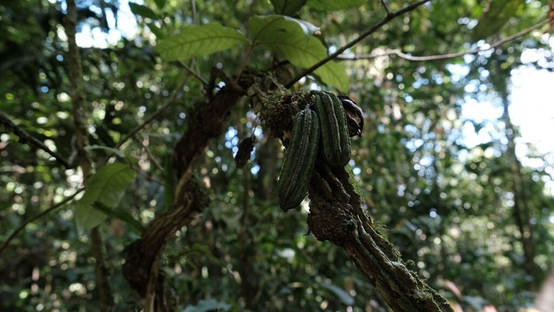 Aristolochia bukuti photo 5