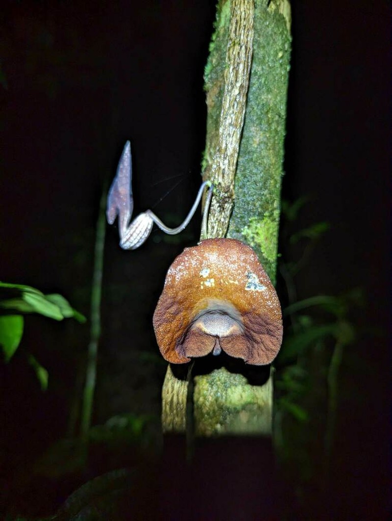 Aristolochia bukuti photo 6