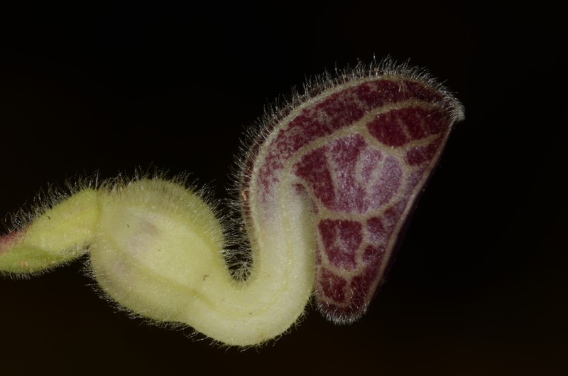 Aristolochia buntingii photo 2