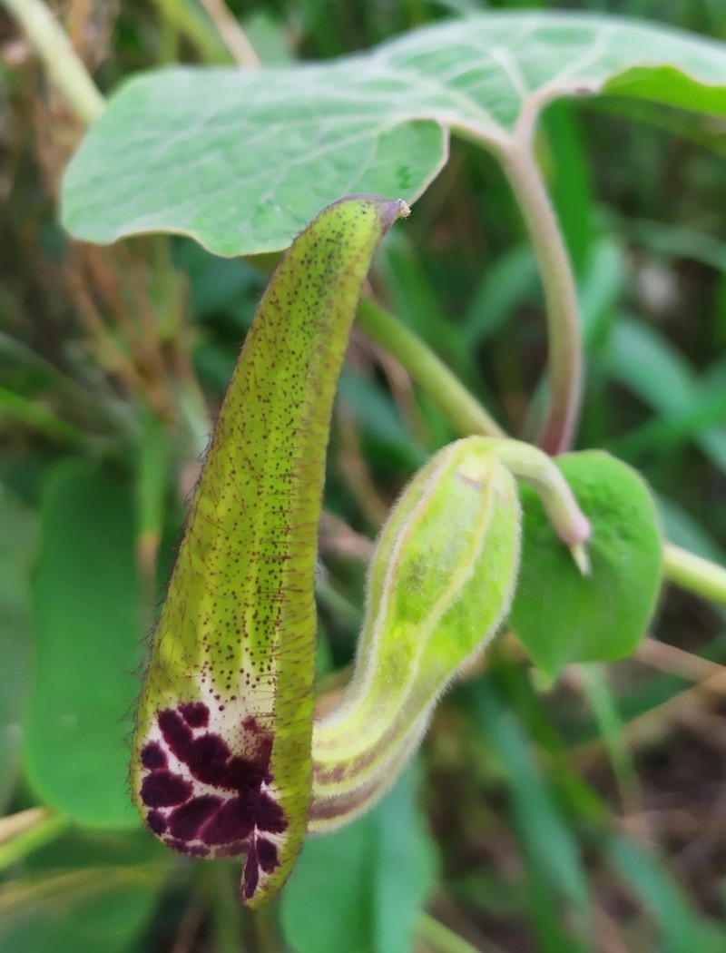 Aristolochia burelae