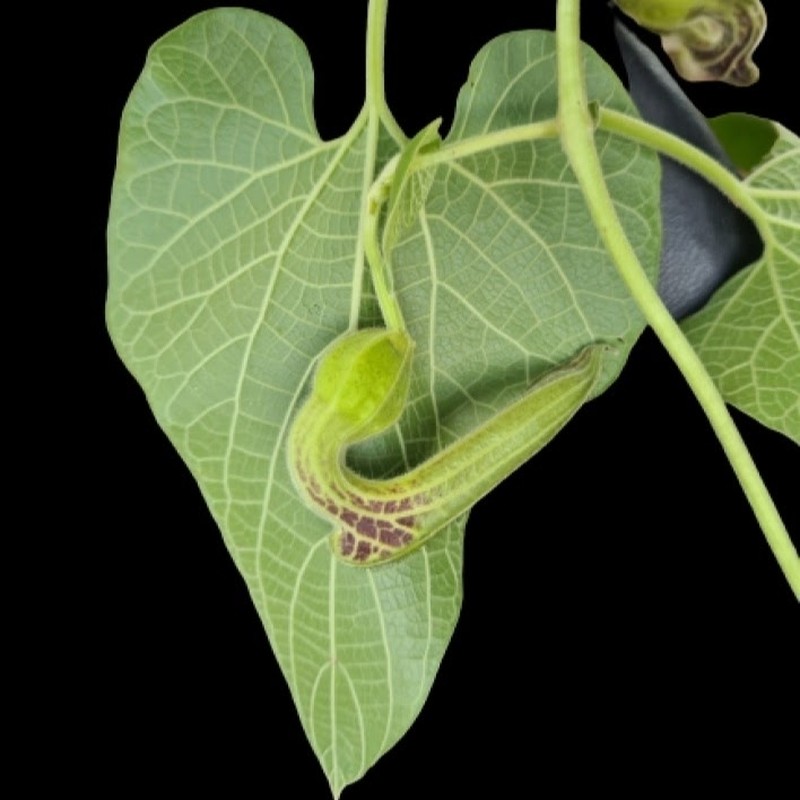 Aristolochia burelae photo 2