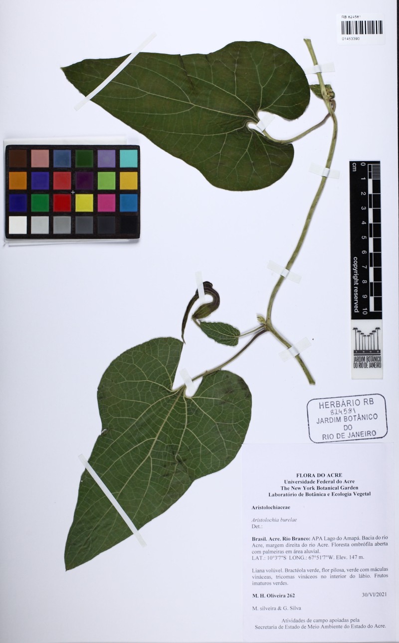 Aristolochia burelae photo 3