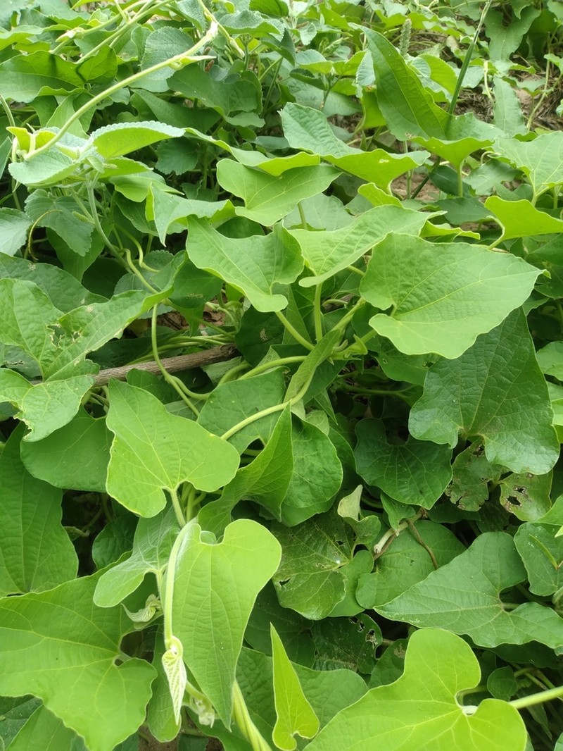 Aristolochia burelae photo 4