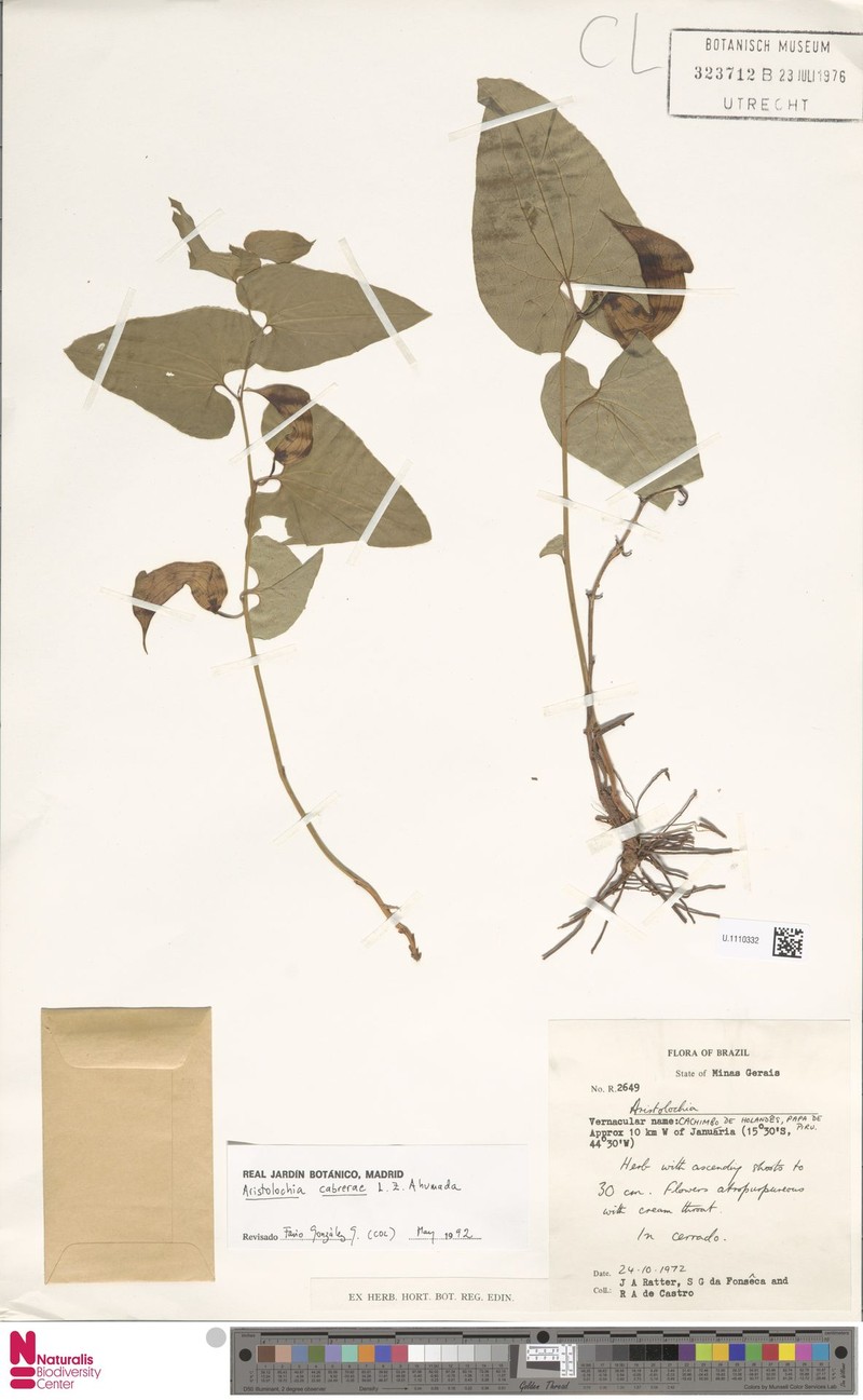 Aristolochia cabrerae