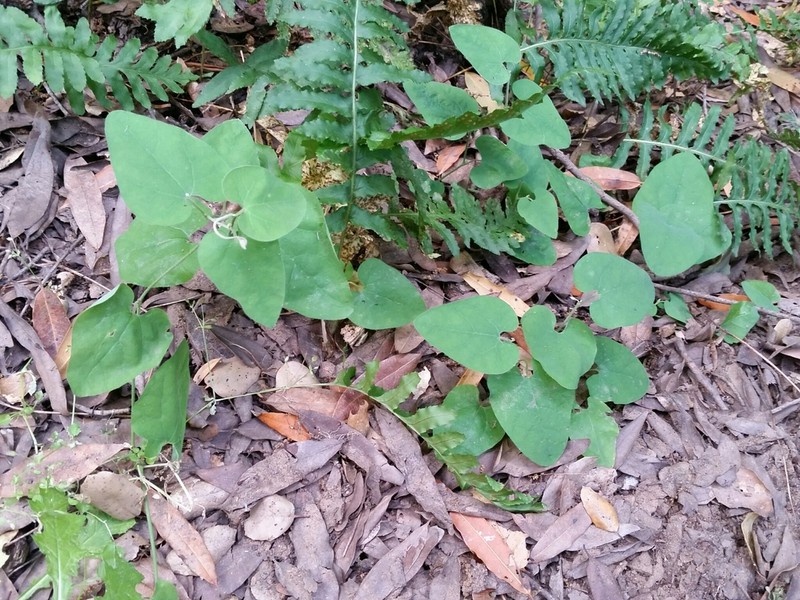 California Dutchman's Pipe photo 2