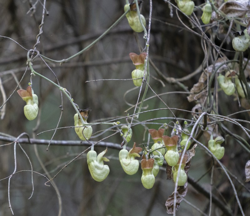 California Dutchman's Pipe photo 4