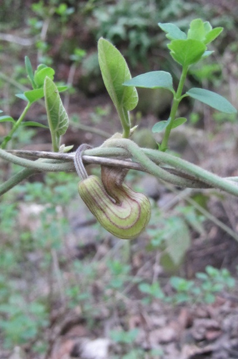 California Dutchman's Pipe photo 5