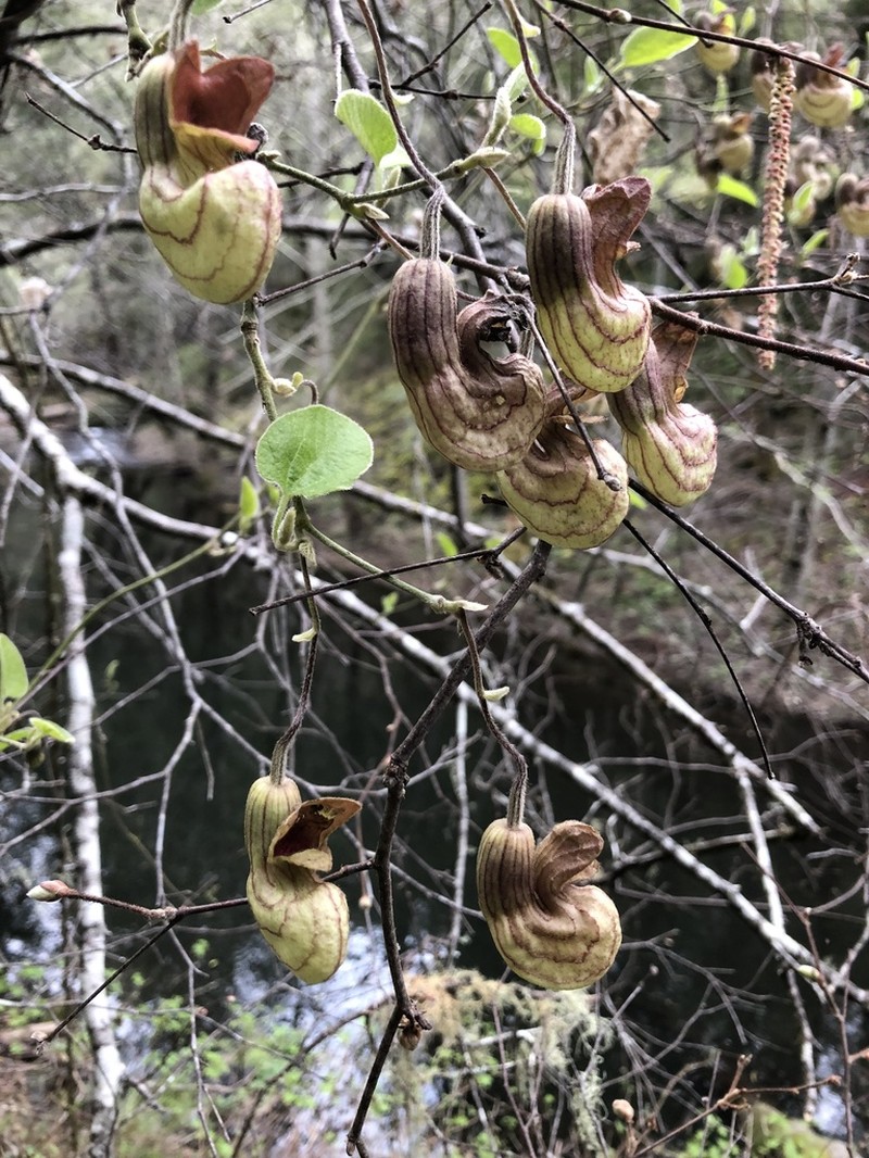 California Dutchman's Pipe photo 6