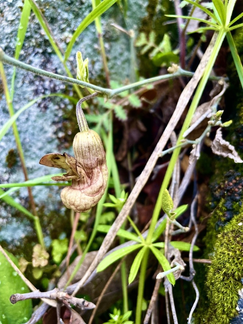 California Dutchman's Pipe photo 7