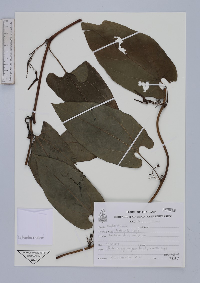 Aristolochia cambodiana