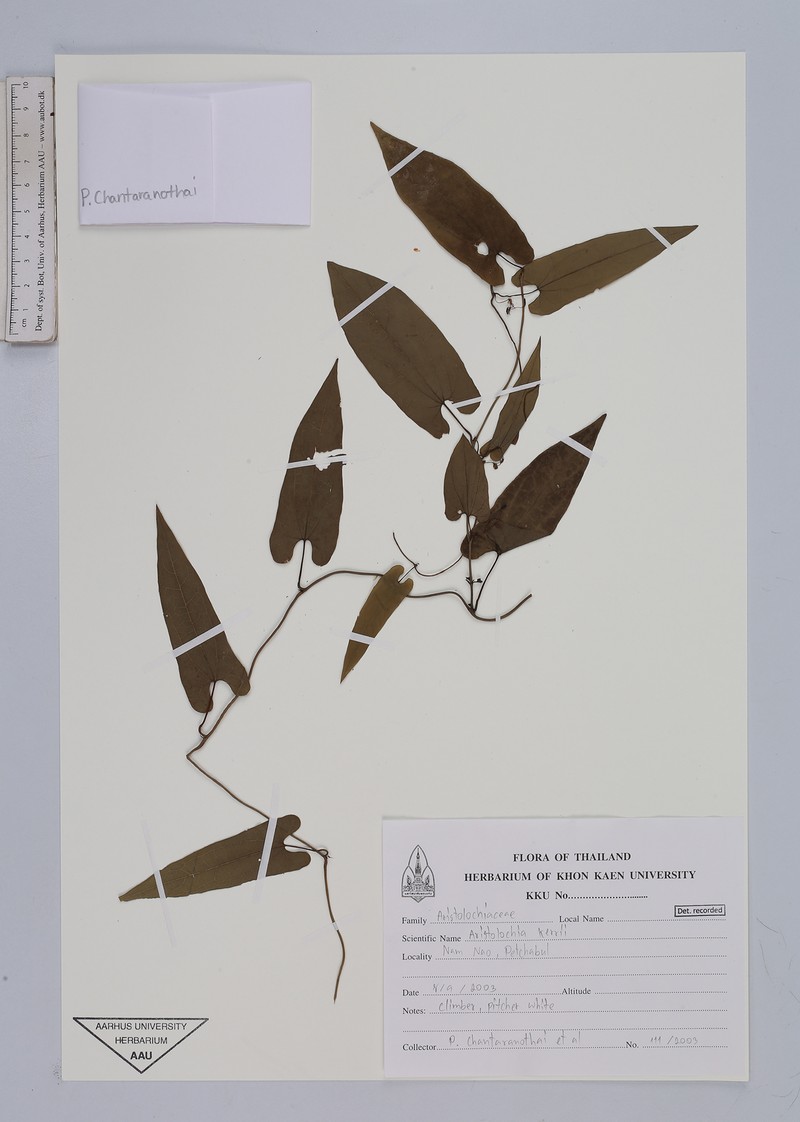 Aristolochia cambodiana photo 2