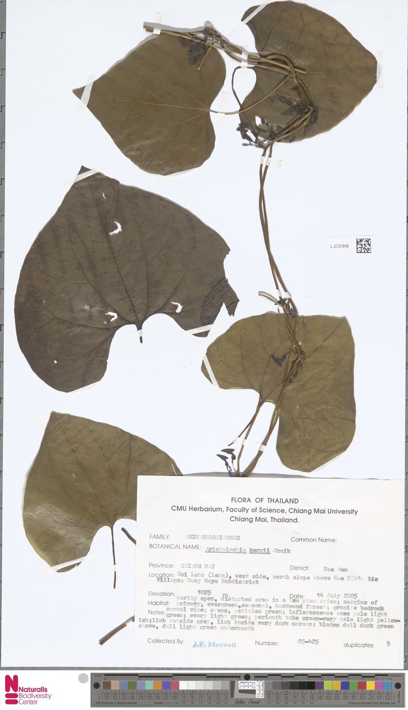 Aristolochia cambodiana photo 3
