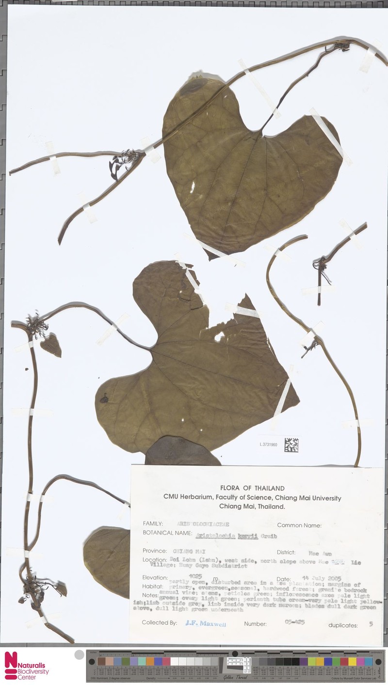 Aristolochia cambodiana photo 4