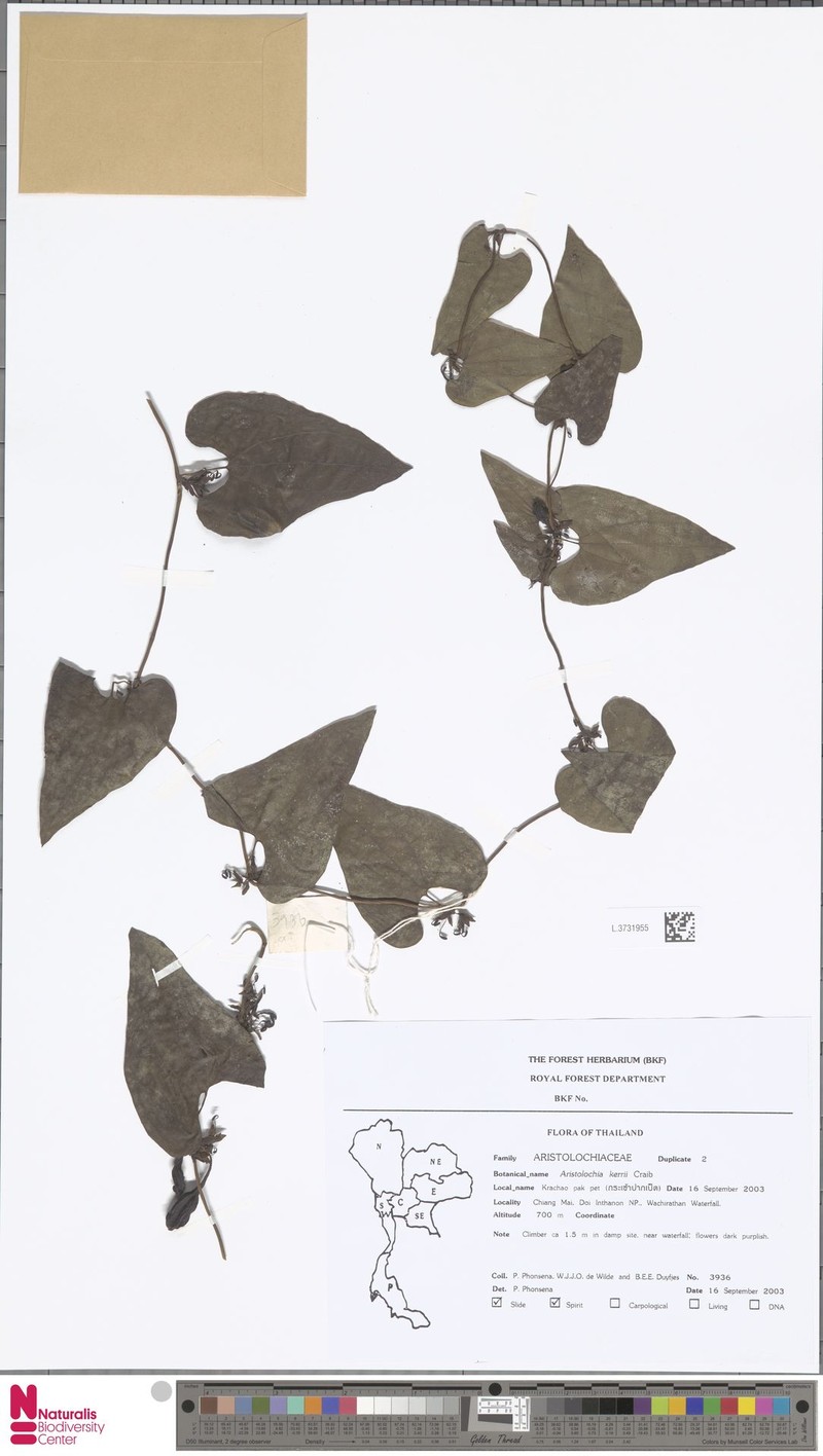 Aristolochia cambodiana photo 5