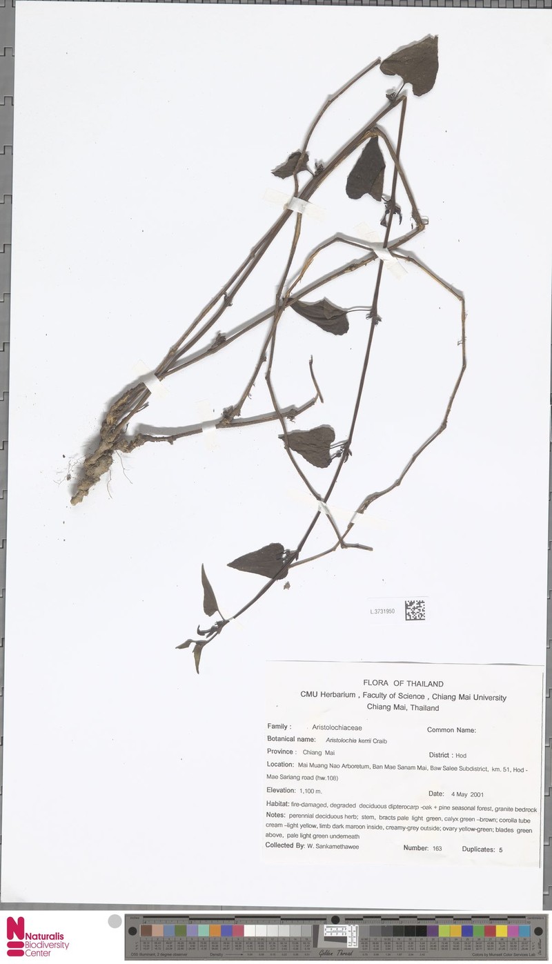 Aristolochia cambodiana photo 6