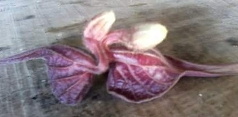 Aristolochia cardiantha