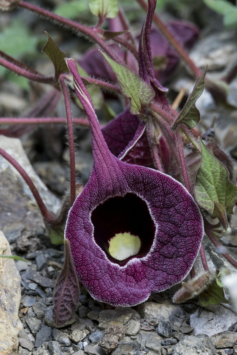Aristolochia cardiantha photo 3
