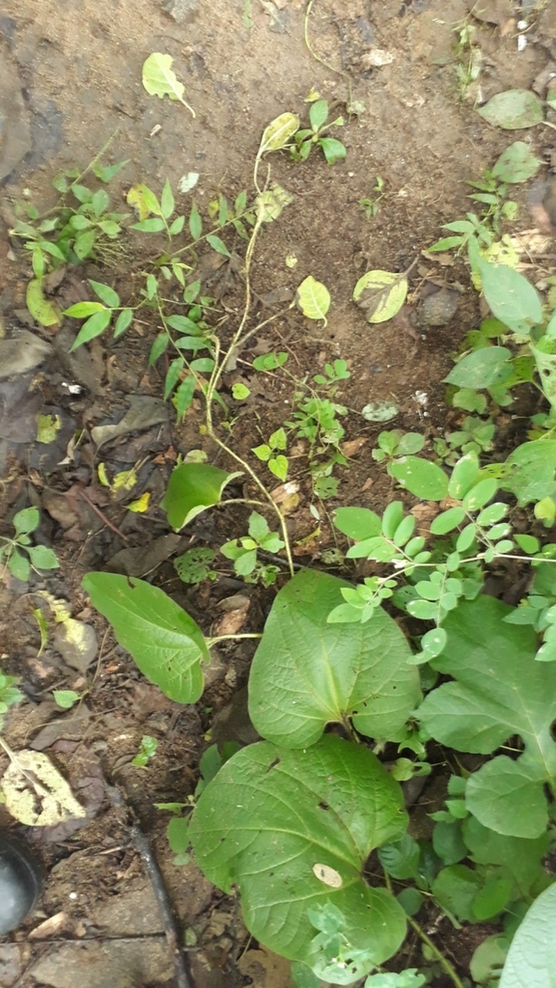 Aristolochia cardiantha photo 4