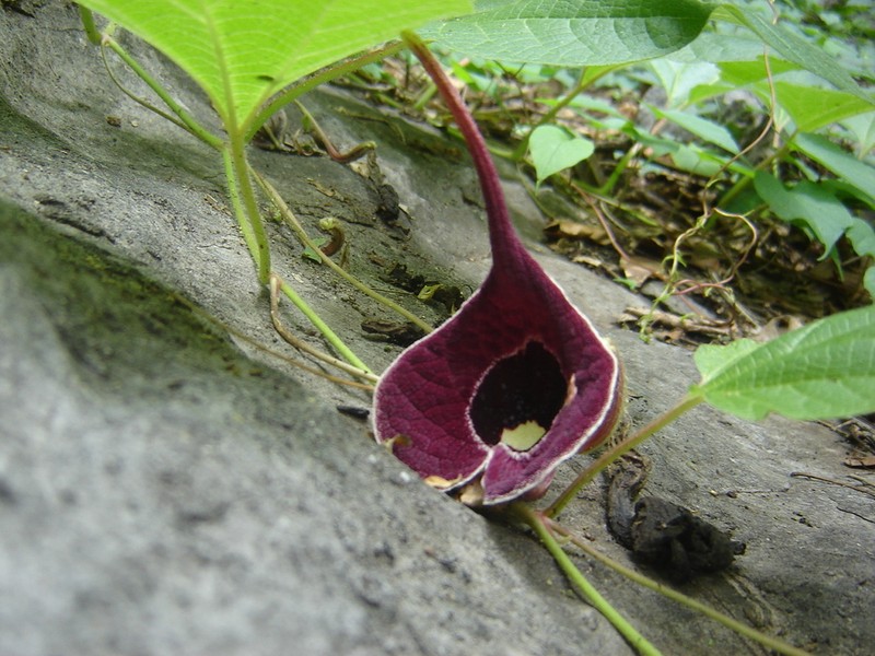 Aristolochia cardiantha photo 5
